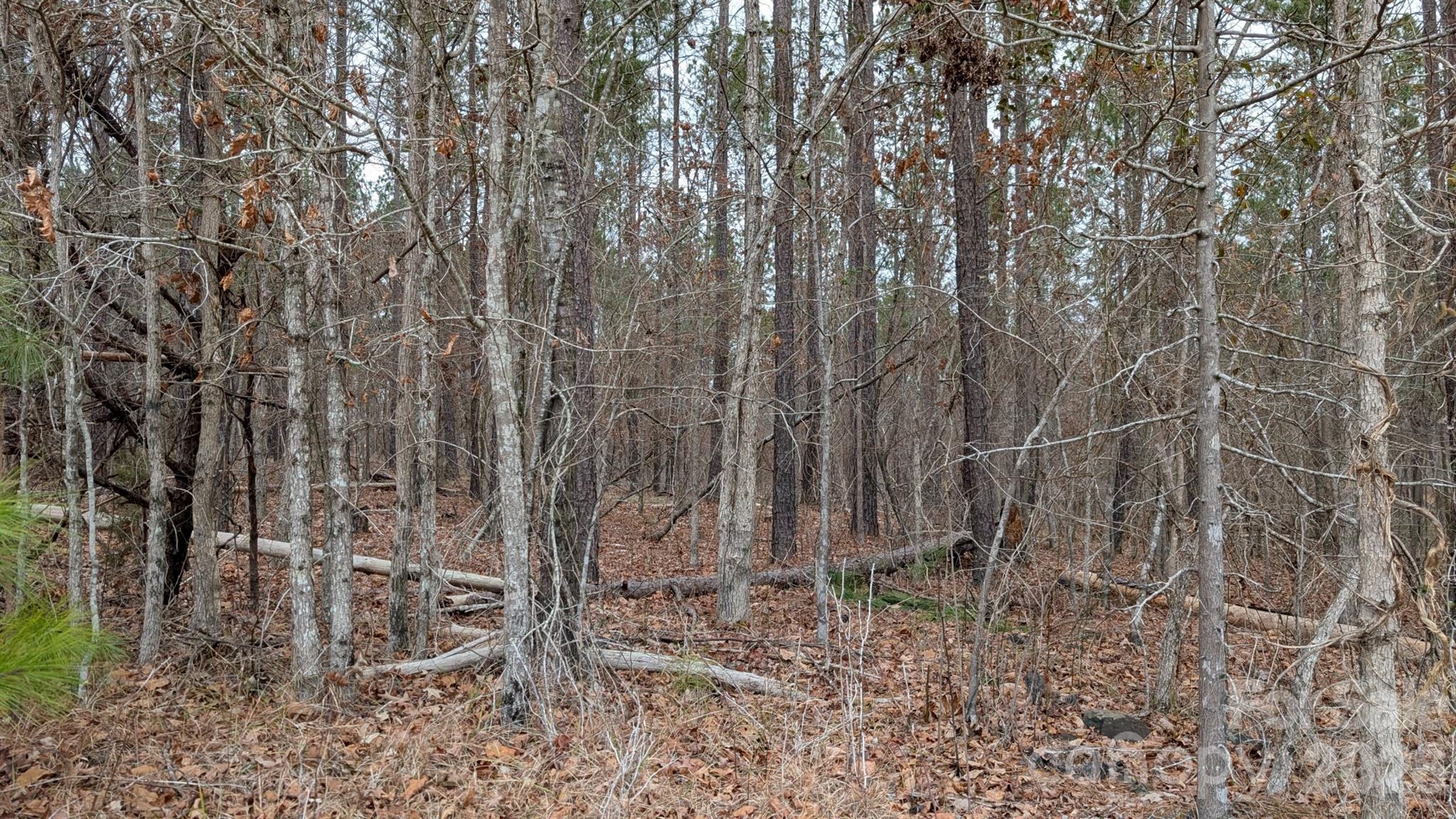 The Woods at Molly Creek - Land