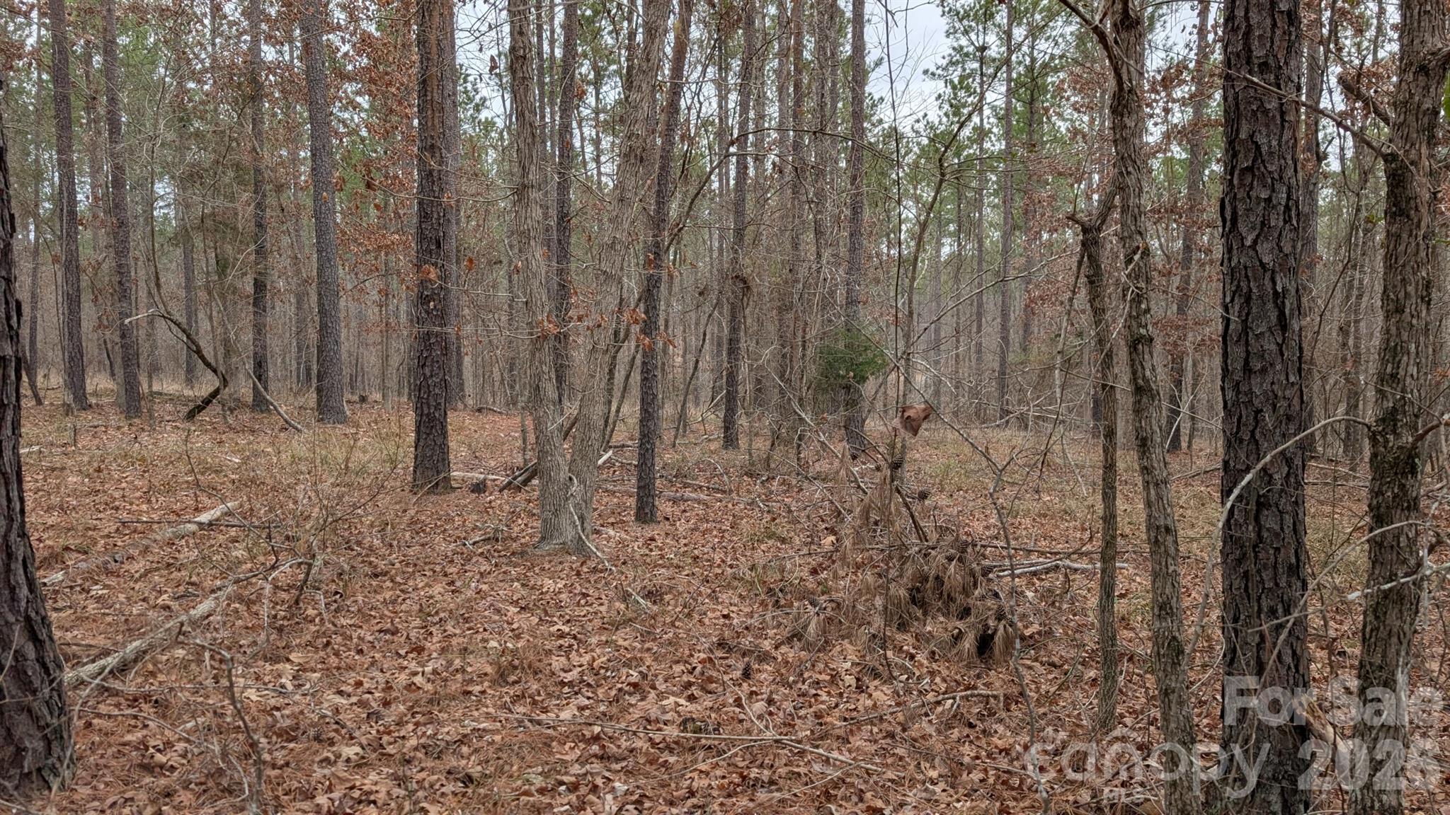 The Woods at Molly Creek - Land