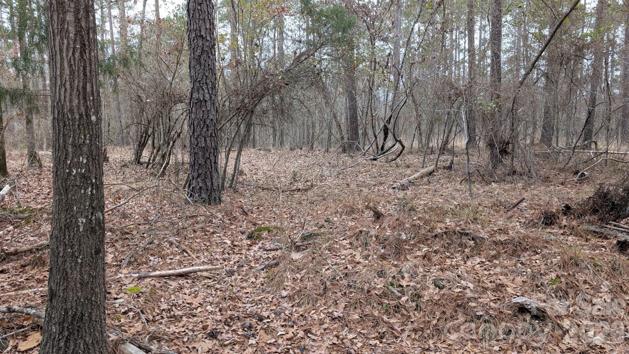 The Woods at Molly Creek - Land
