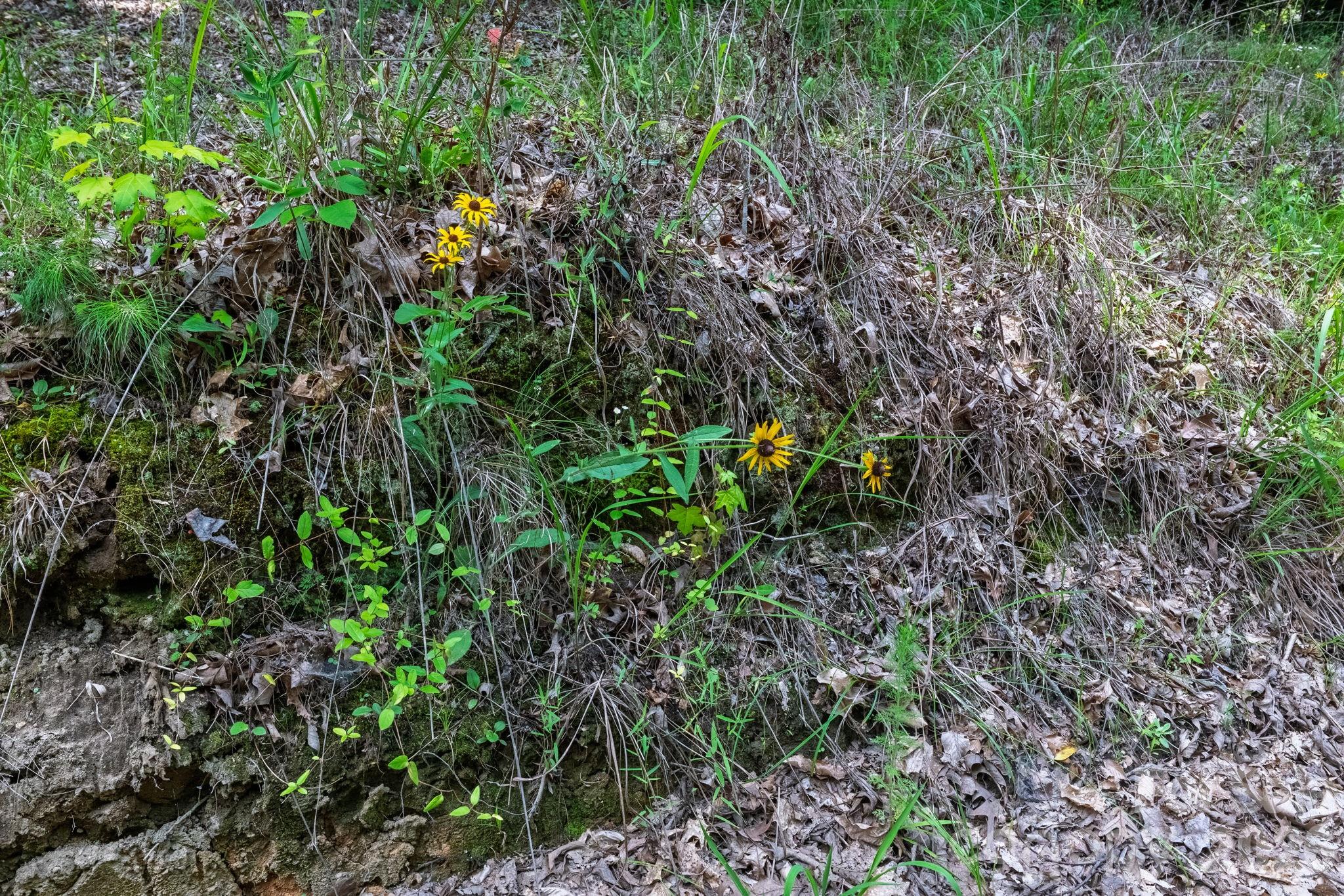 Whiteville Park - Land