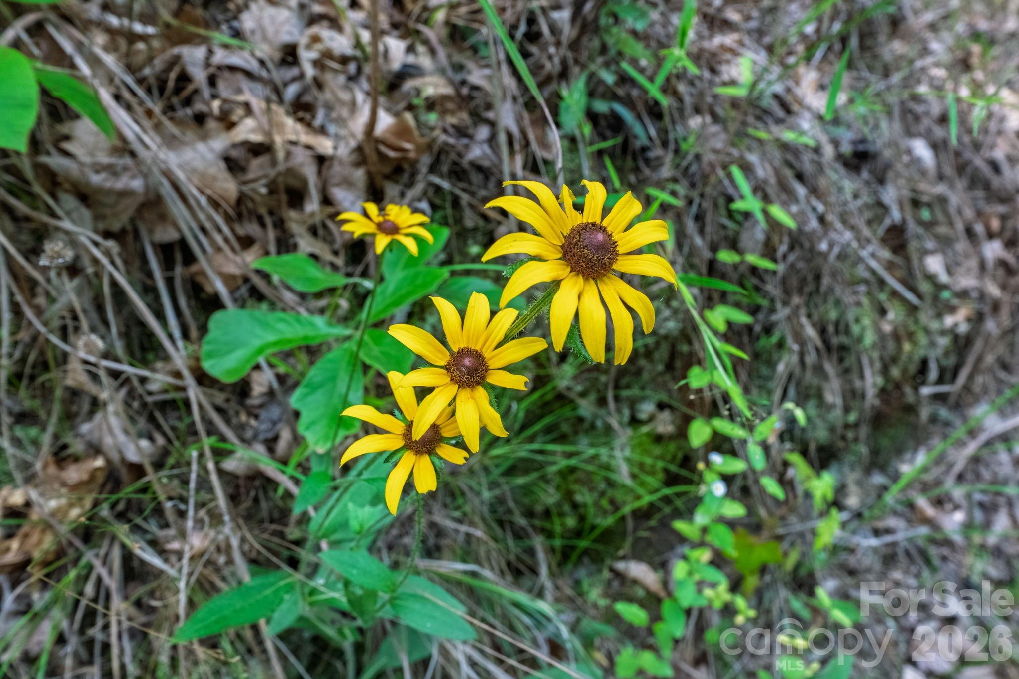Whiteville Park - Land