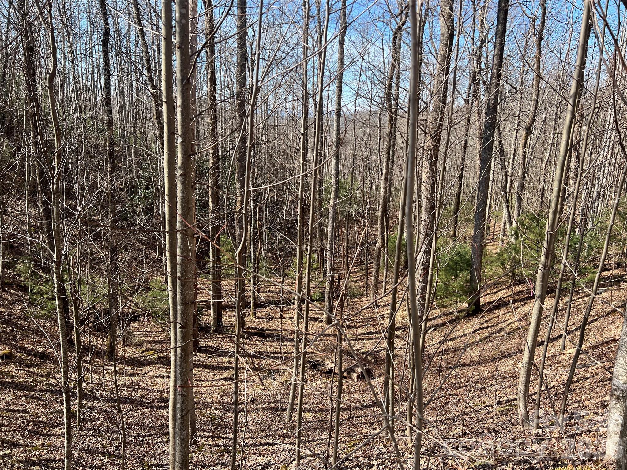 Timber Rock - Land