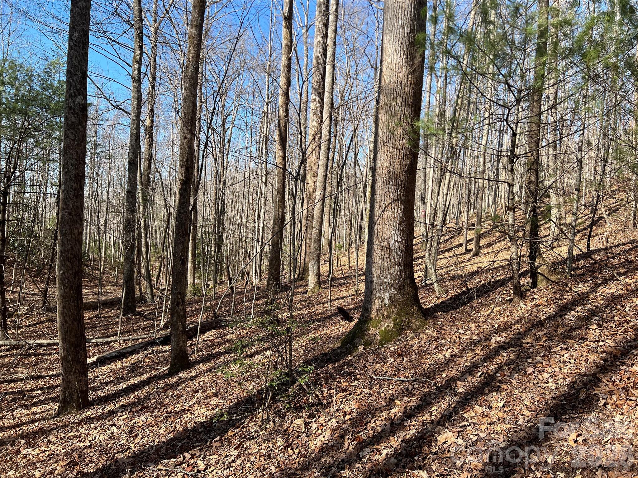 Timber Rock - Land