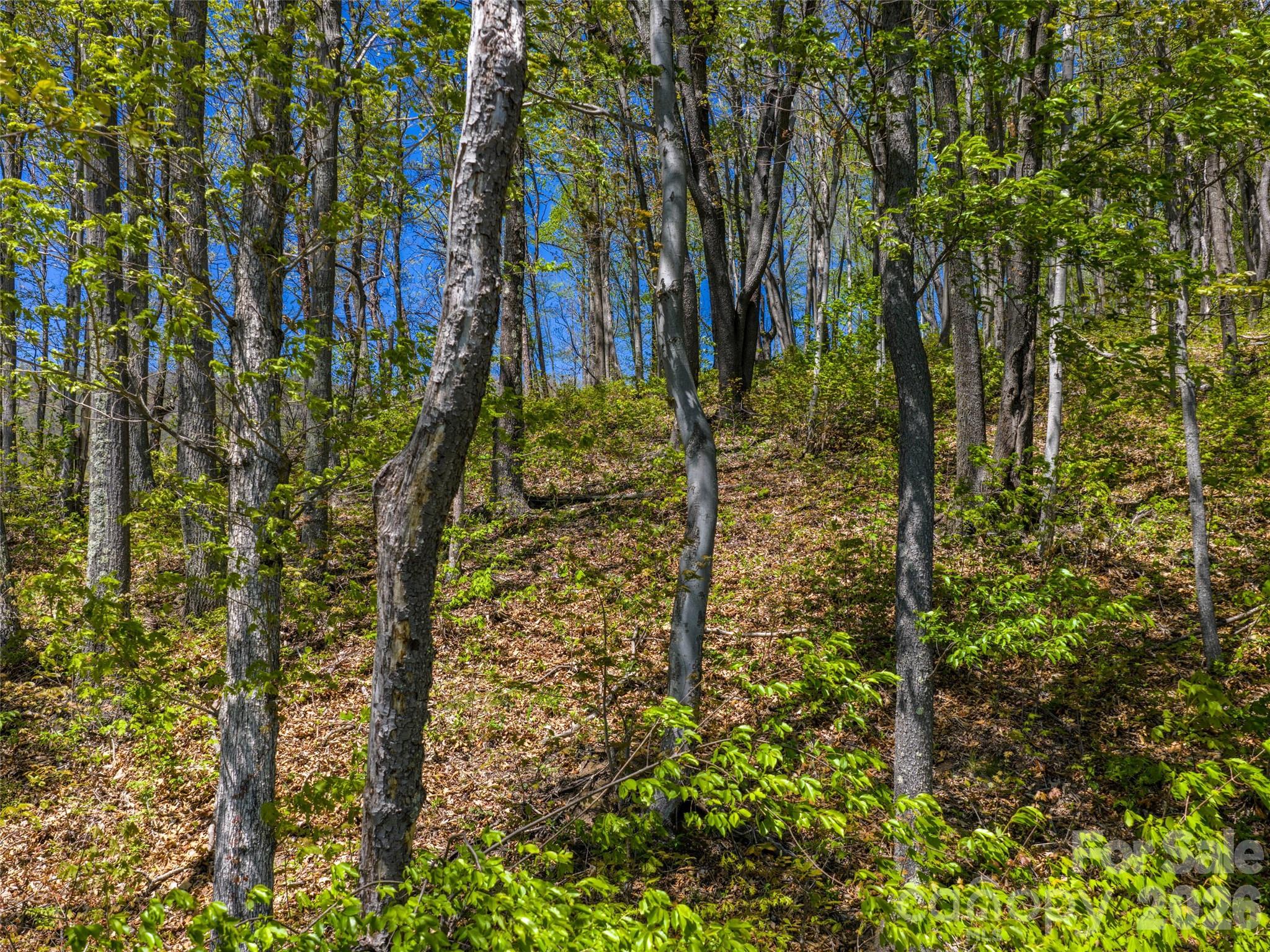 The Summit Of Asheville - Land