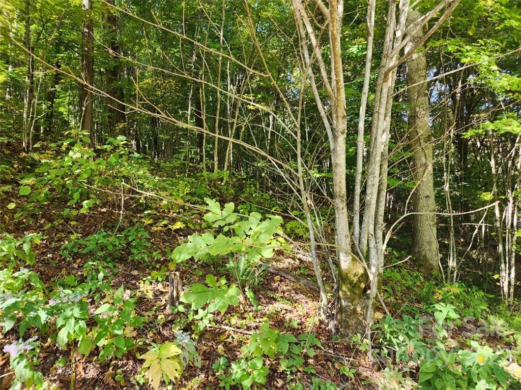 Apple Creek Acres - Land