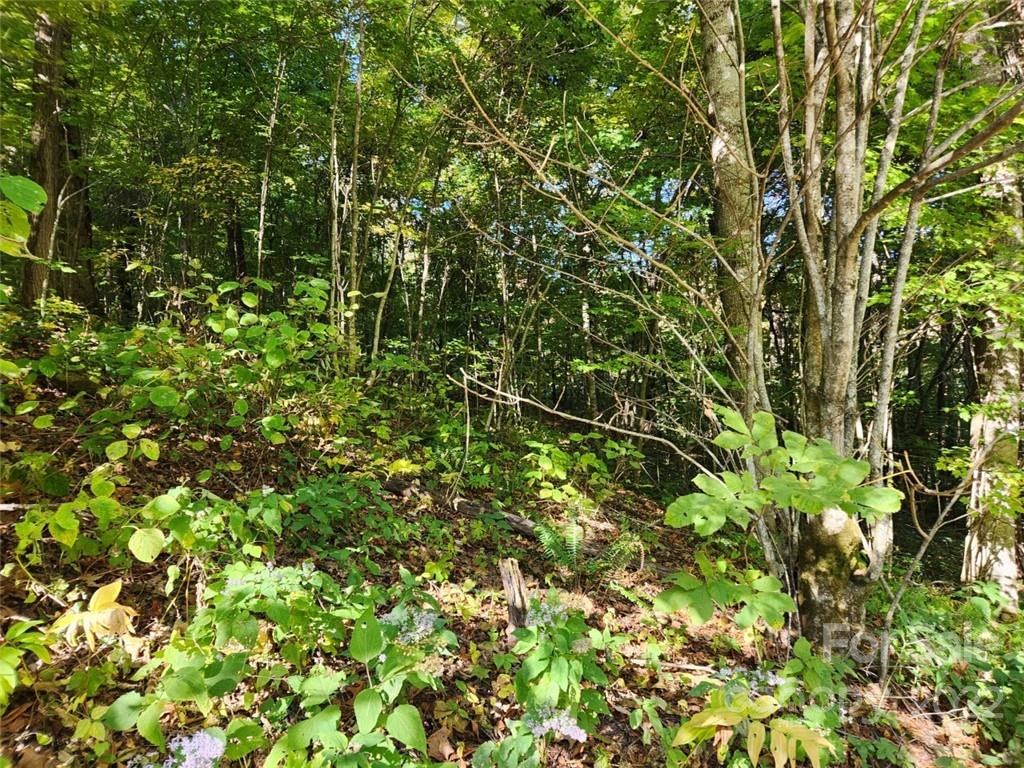 Apple Creek Acres - Land