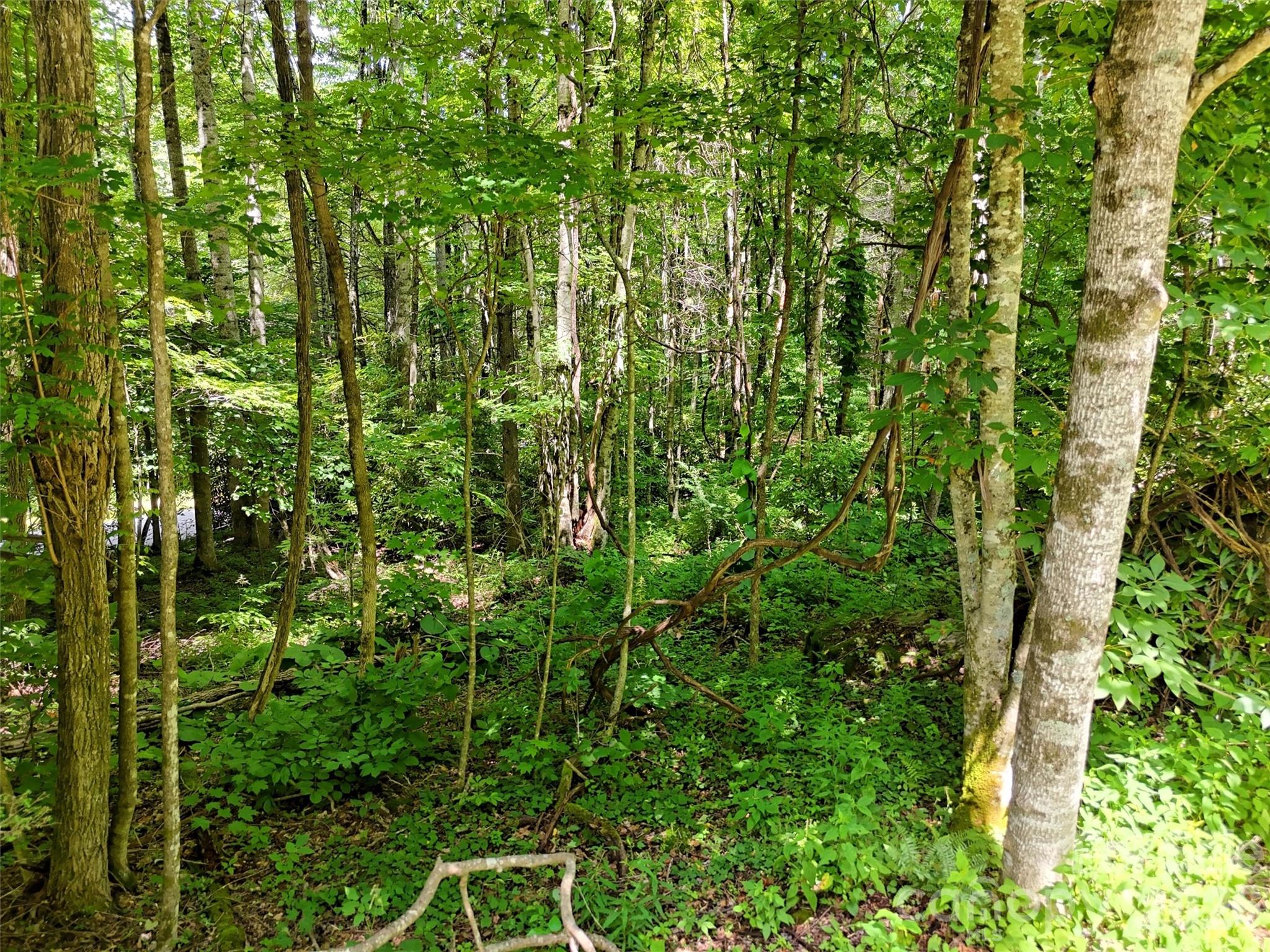 Villages of Plott Creek - Land