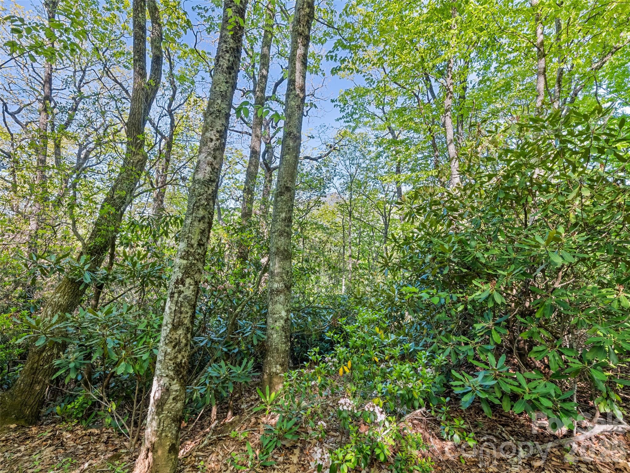 Discover the beauty of mountain living with this wooded lot nestled in the highly sought after Plott Creek area. Surrounded by the natural beauty of Western North Carolina, this property offers the perfect setting for your mountain getaway or future dream home. Conveniently located just minutes from Downtown Waynesville dining, shopping, and outdoor recreation.