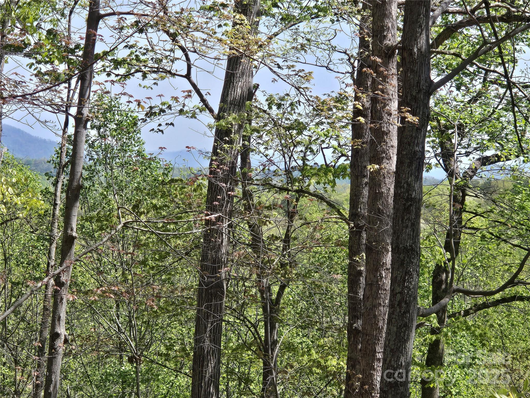 Rumbling Bald on Lake Lure - Land