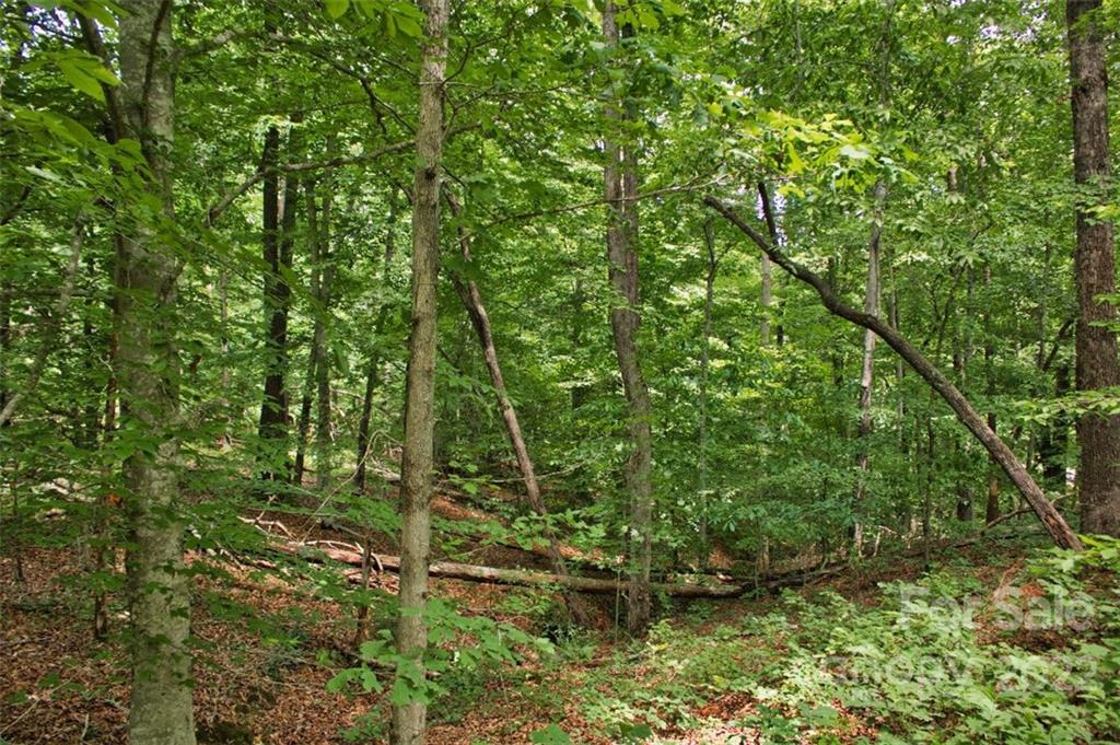 Clearwater Creek - Land