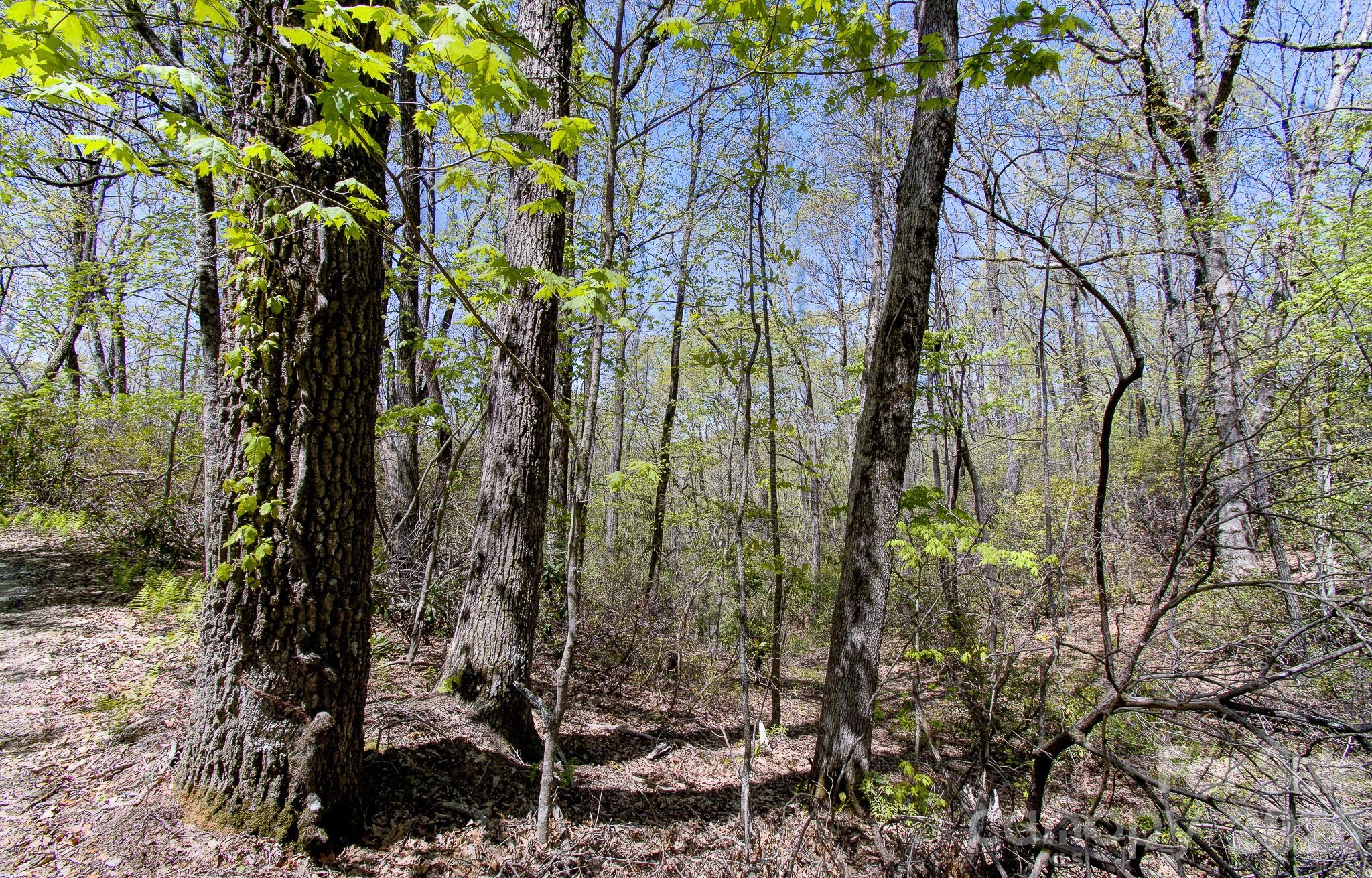 Shumont Properties - Land