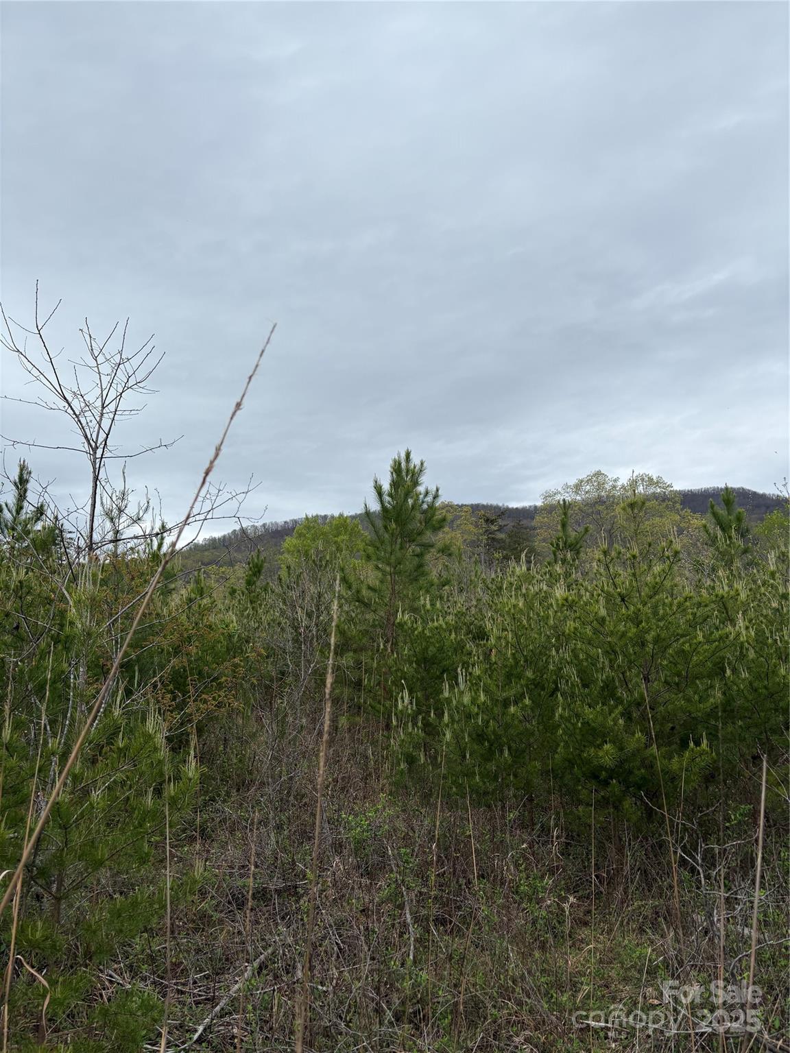31.31 Acre Tract located between Lake Adger and Brights Creek in Polk County. Land is has a combination of flat and rolling terrain with a "real" stream wondering through the middle of property.  An existing road loading road takes you along the eastern side of the property.  This parcel has set out trees around five years old, the land could be easily converted into pasture or vineyard, has the potential to become to a true private estate nestled under the mountains. Agents/Buyers will have to consult with Polk Planning Department on Potential Residential Development.