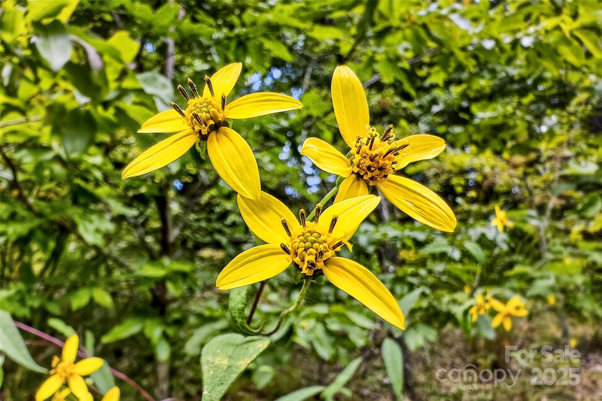Catawba Falls Preserve - Land