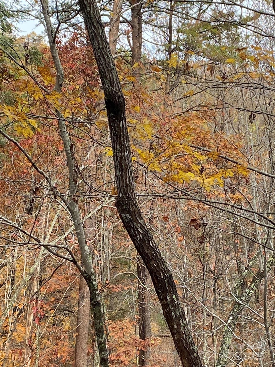 Carolina Mountains - Land