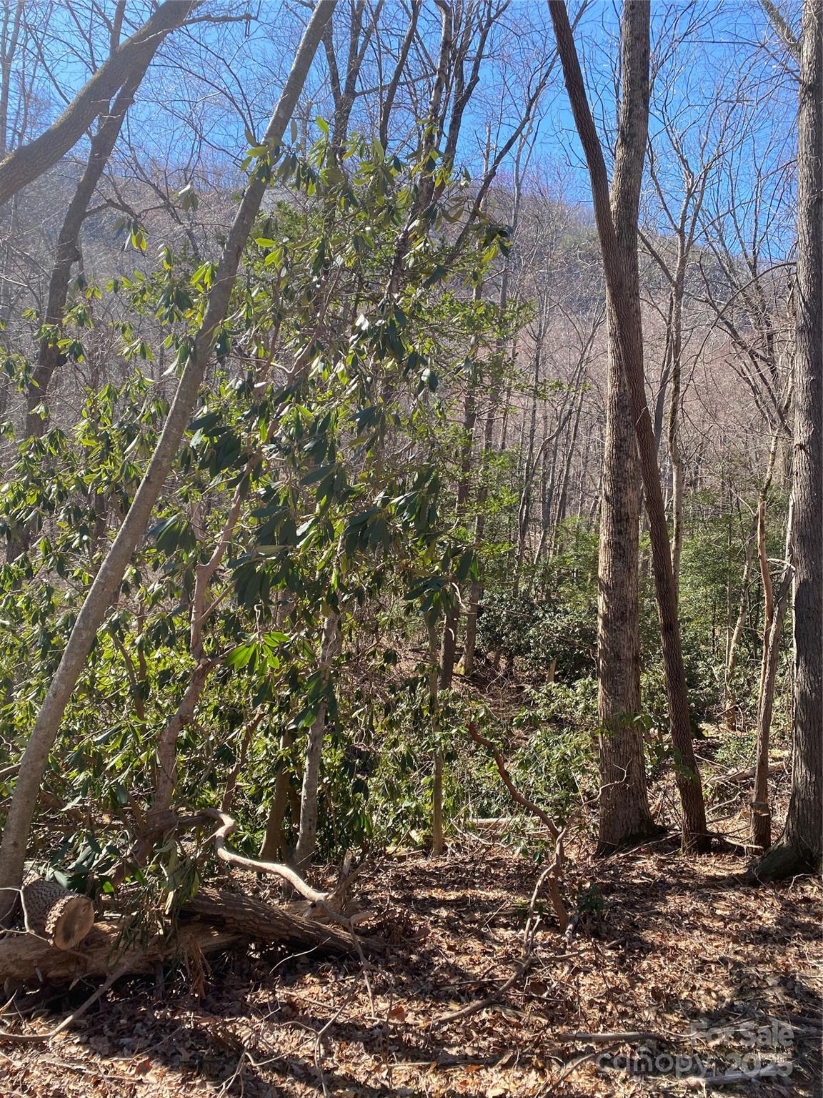 Carolina Mountains - Land