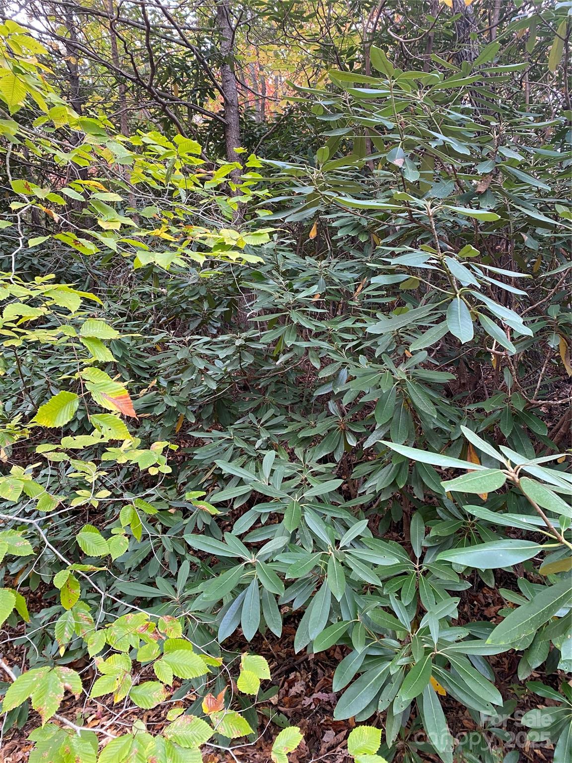 Carolina Mountains - Land