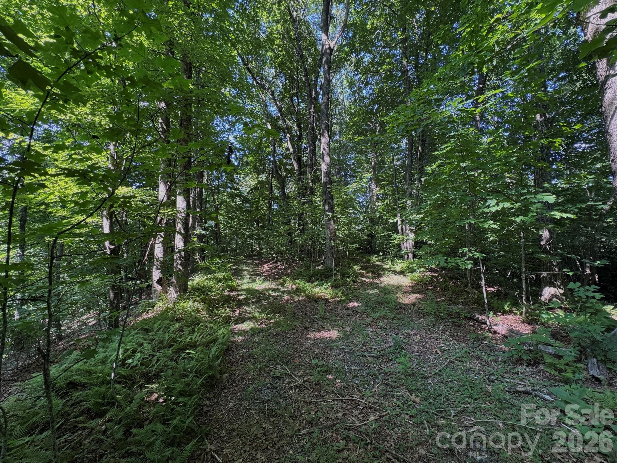 Forest Brook - Land