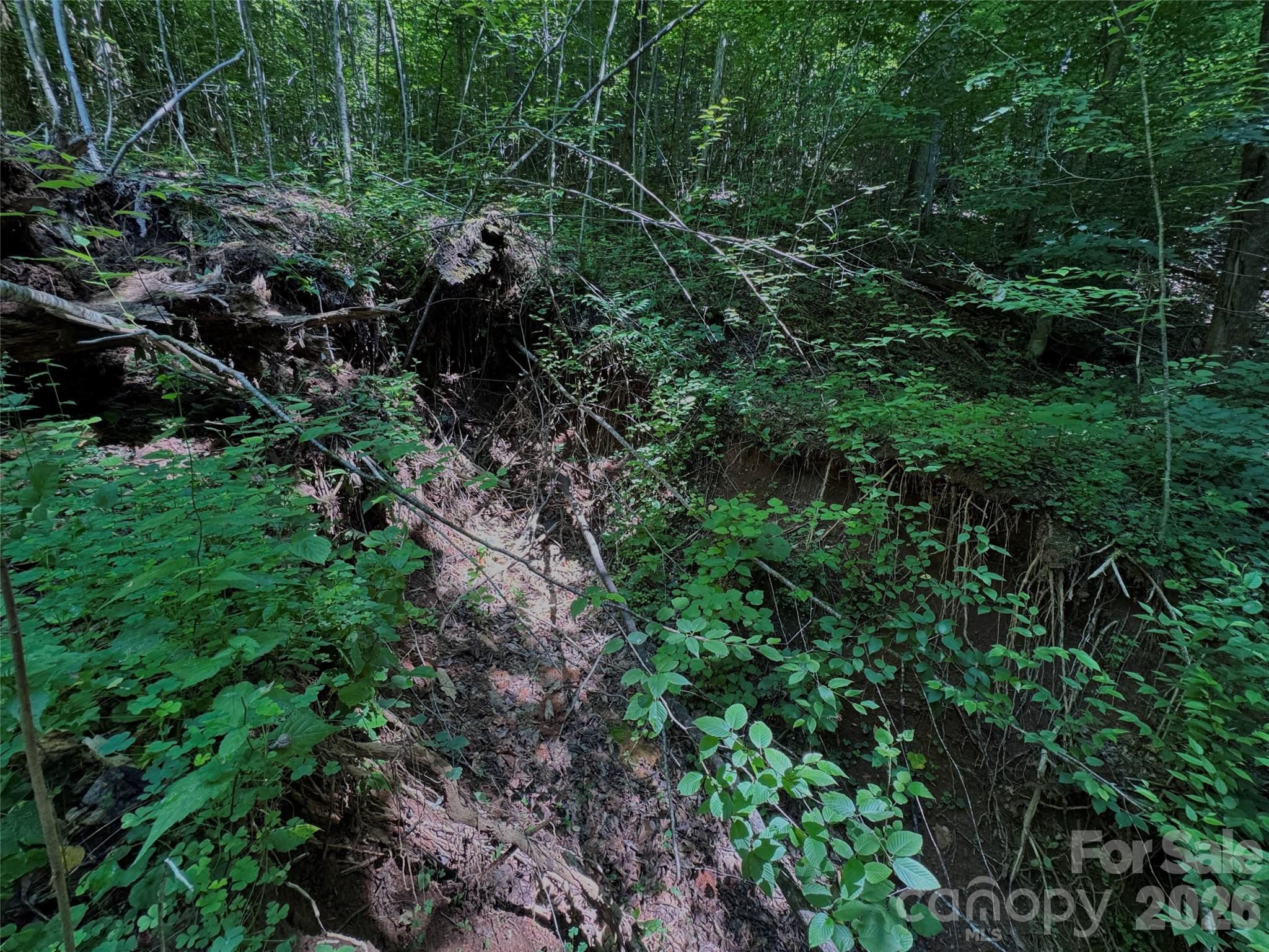 Forest Brook - Land