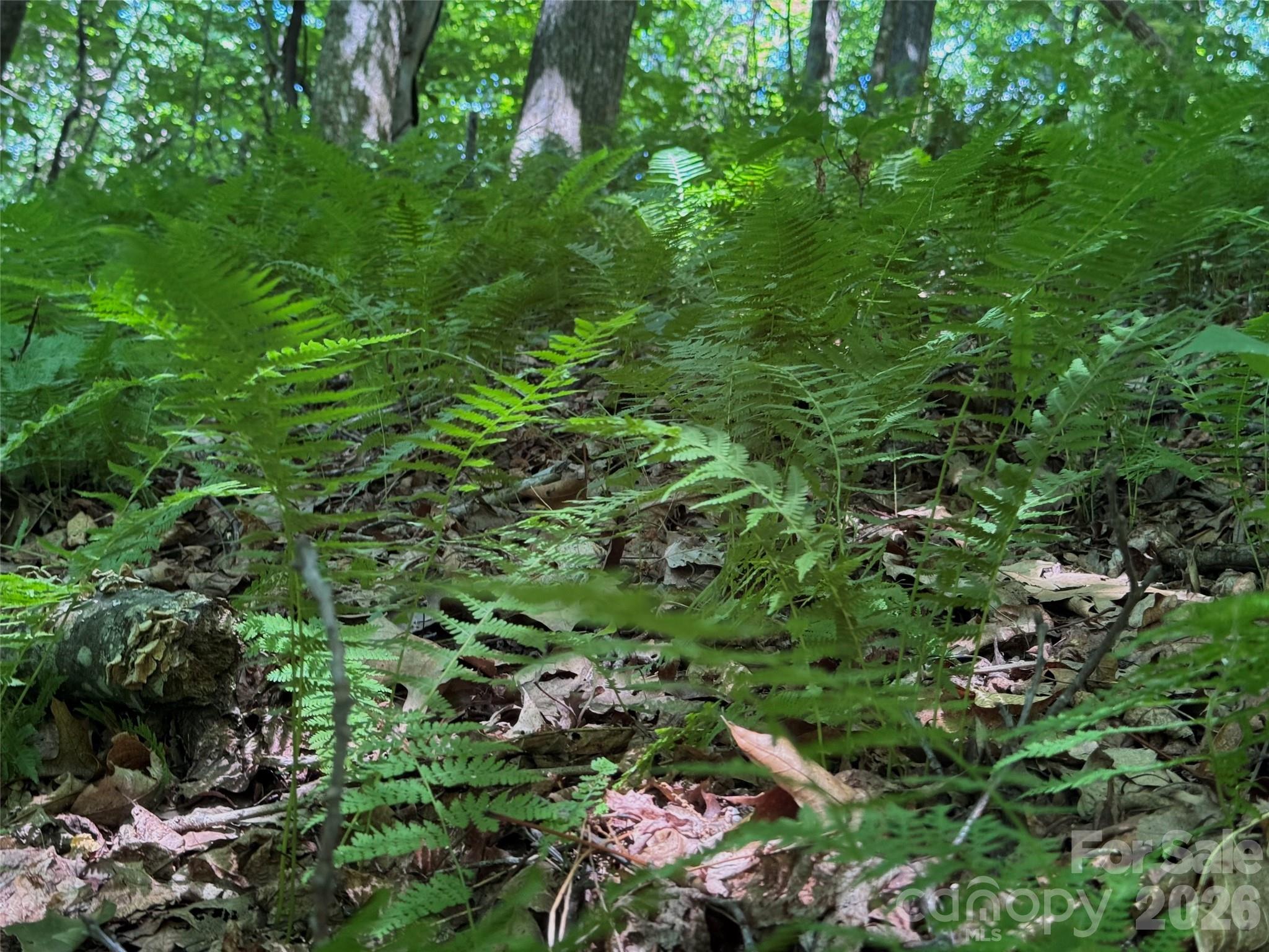 Forest Brook - Land