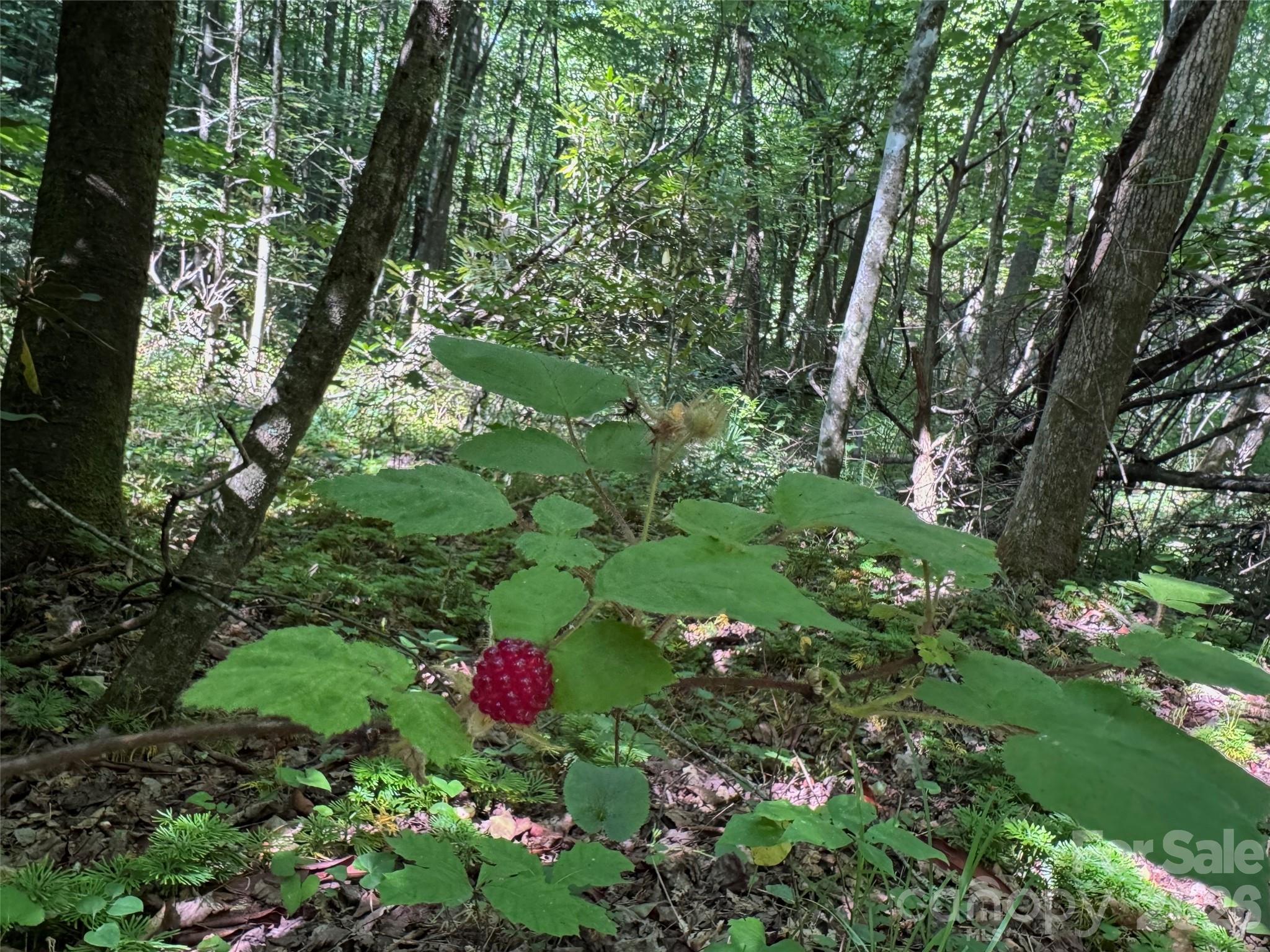 Forest Brook - Land
