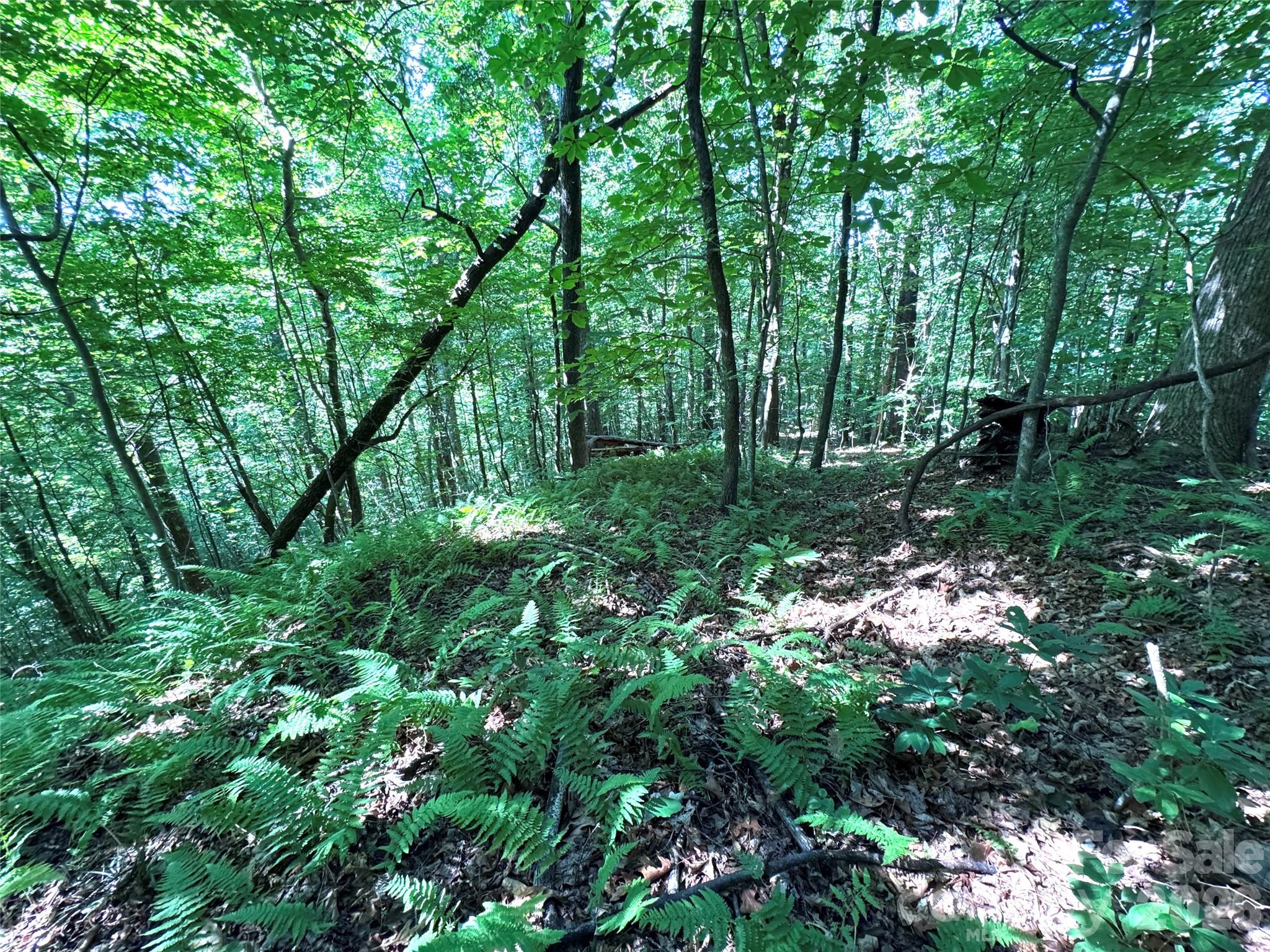 Forest Brook - Land