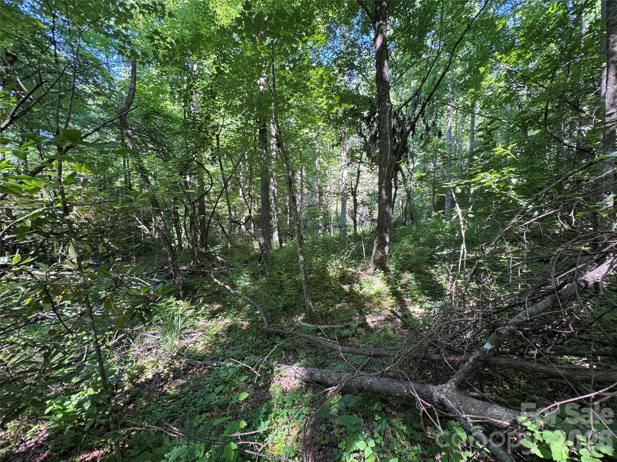 Forest Brook - Land