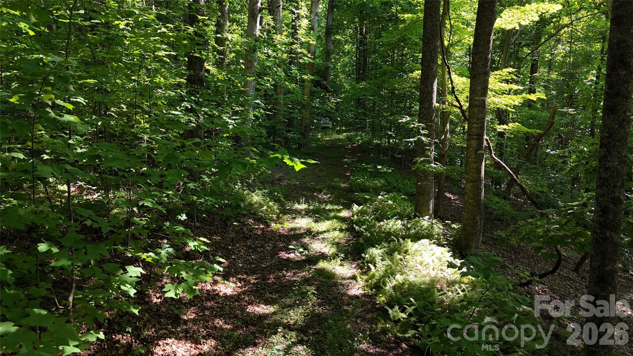 Forest Brook - Land