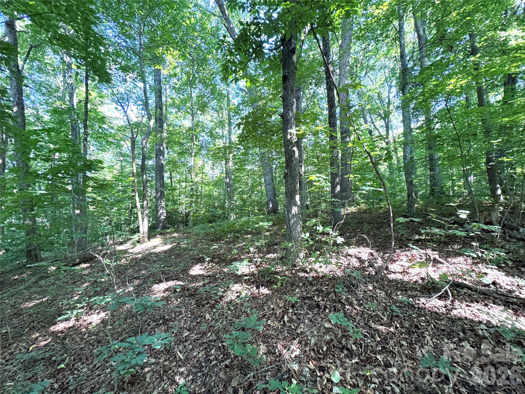 Forest Brook - Land