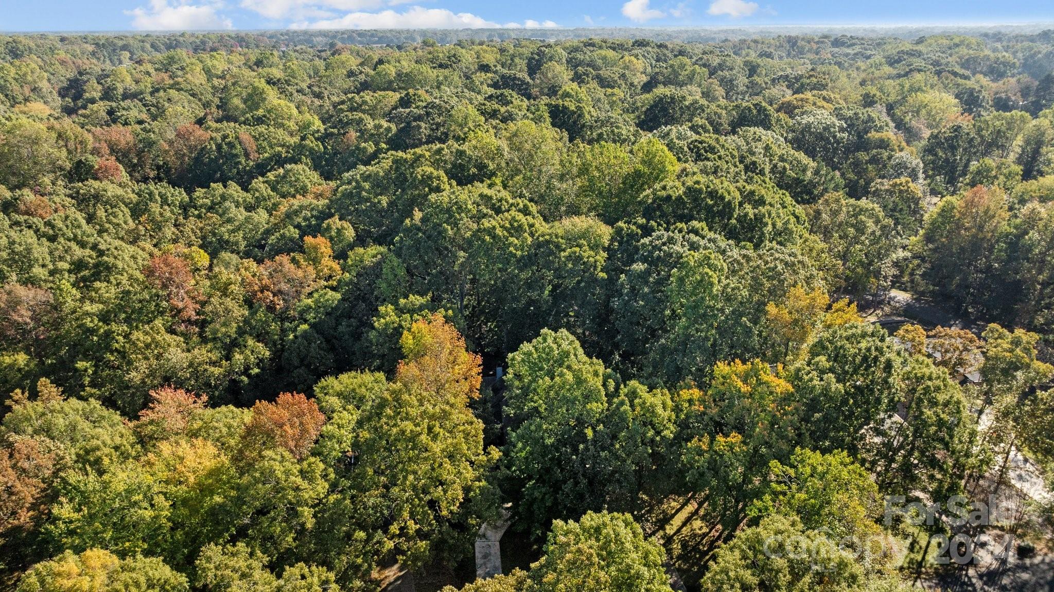 Wood Forest - Residential