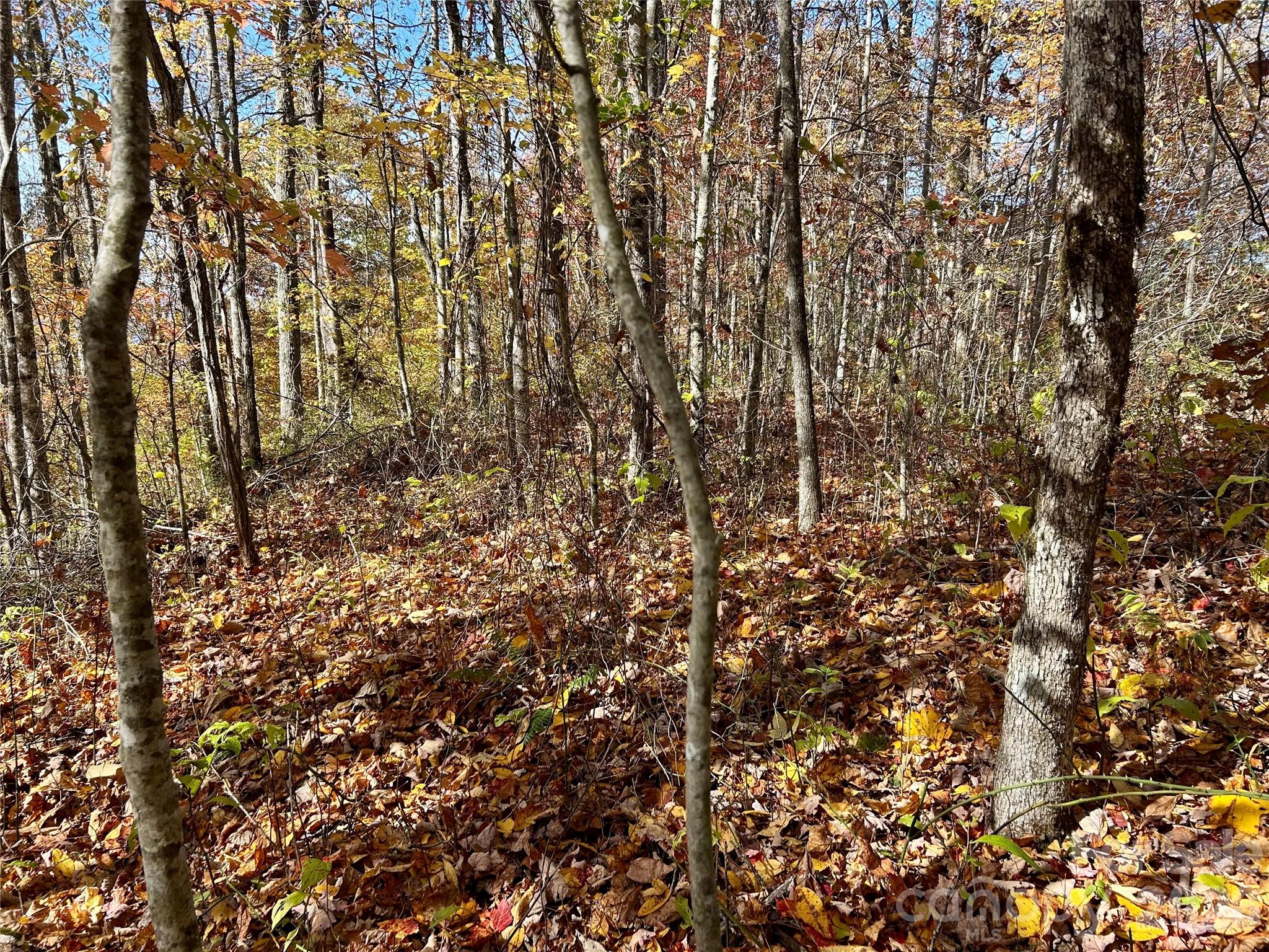 Brush Creek Properties - Land