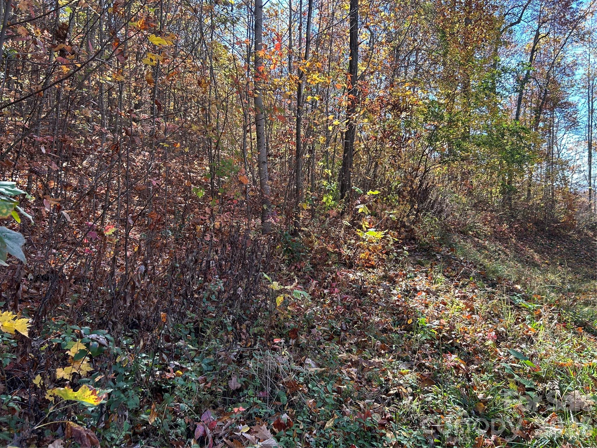 Brush Creek Properties - Land