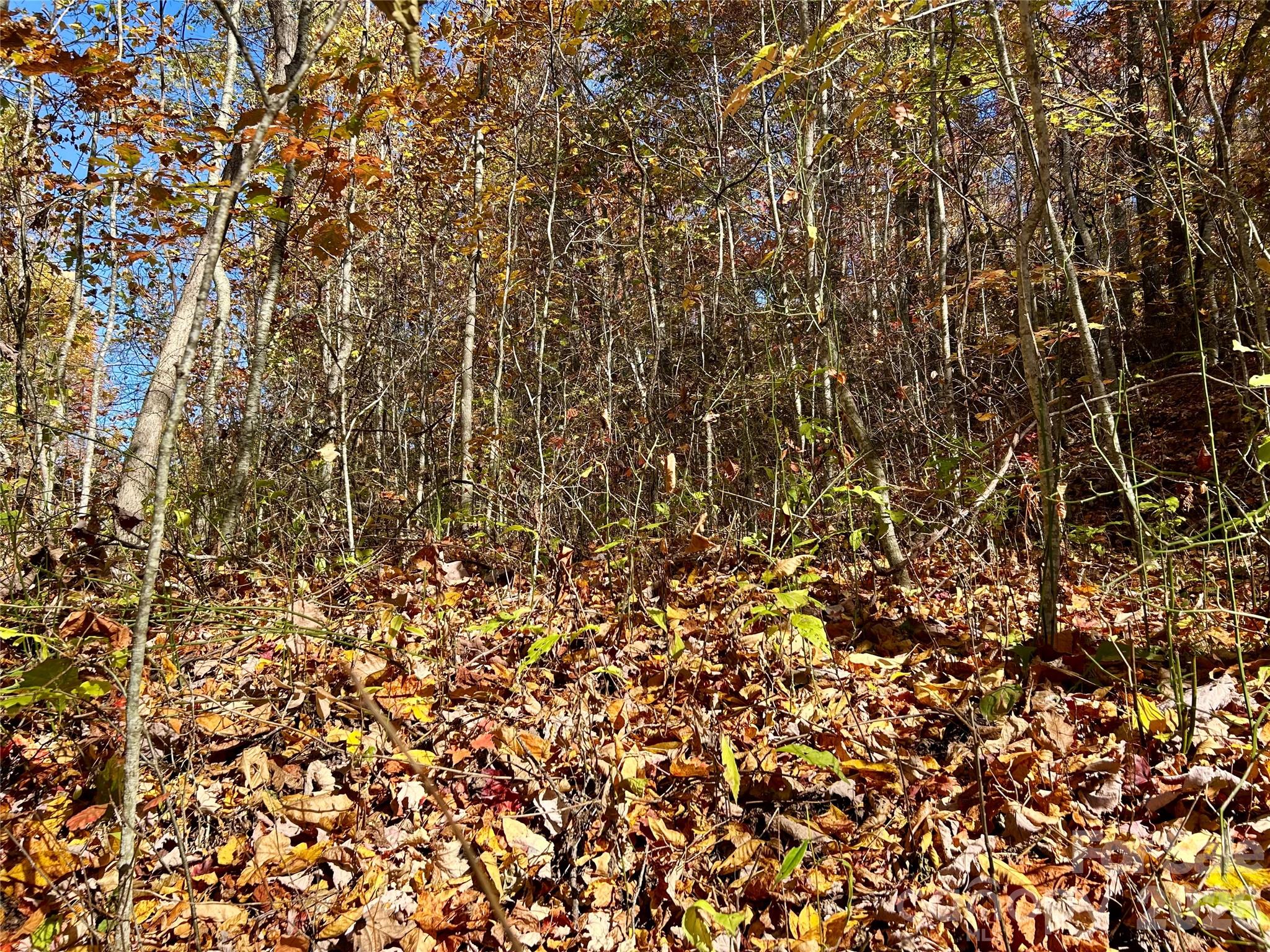 Brush Creek Properties - Land