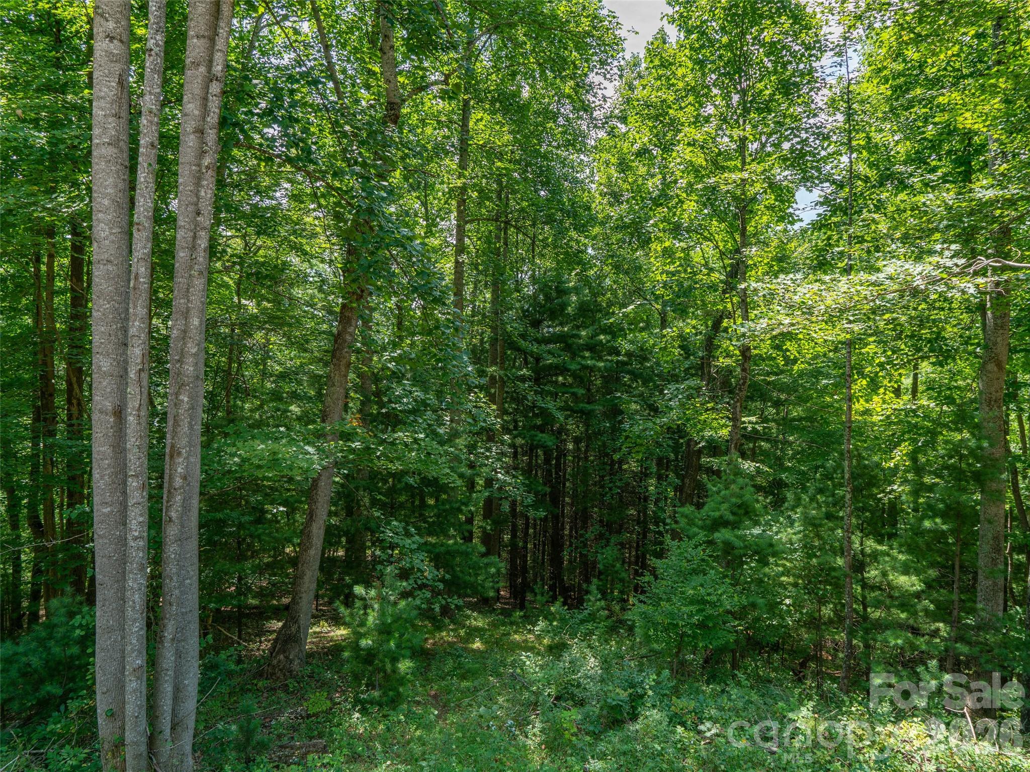 Locust Rough Mountain - Land