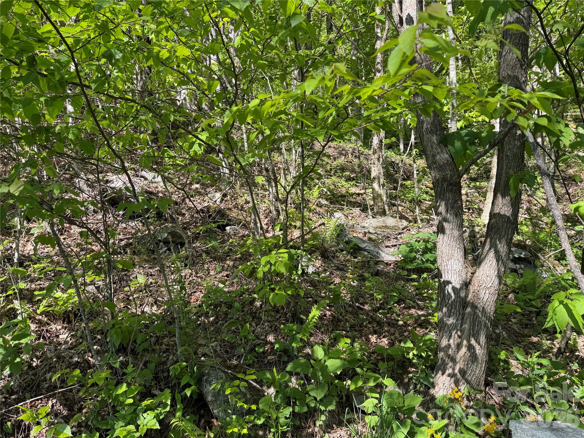 Wolf Laurel - Land