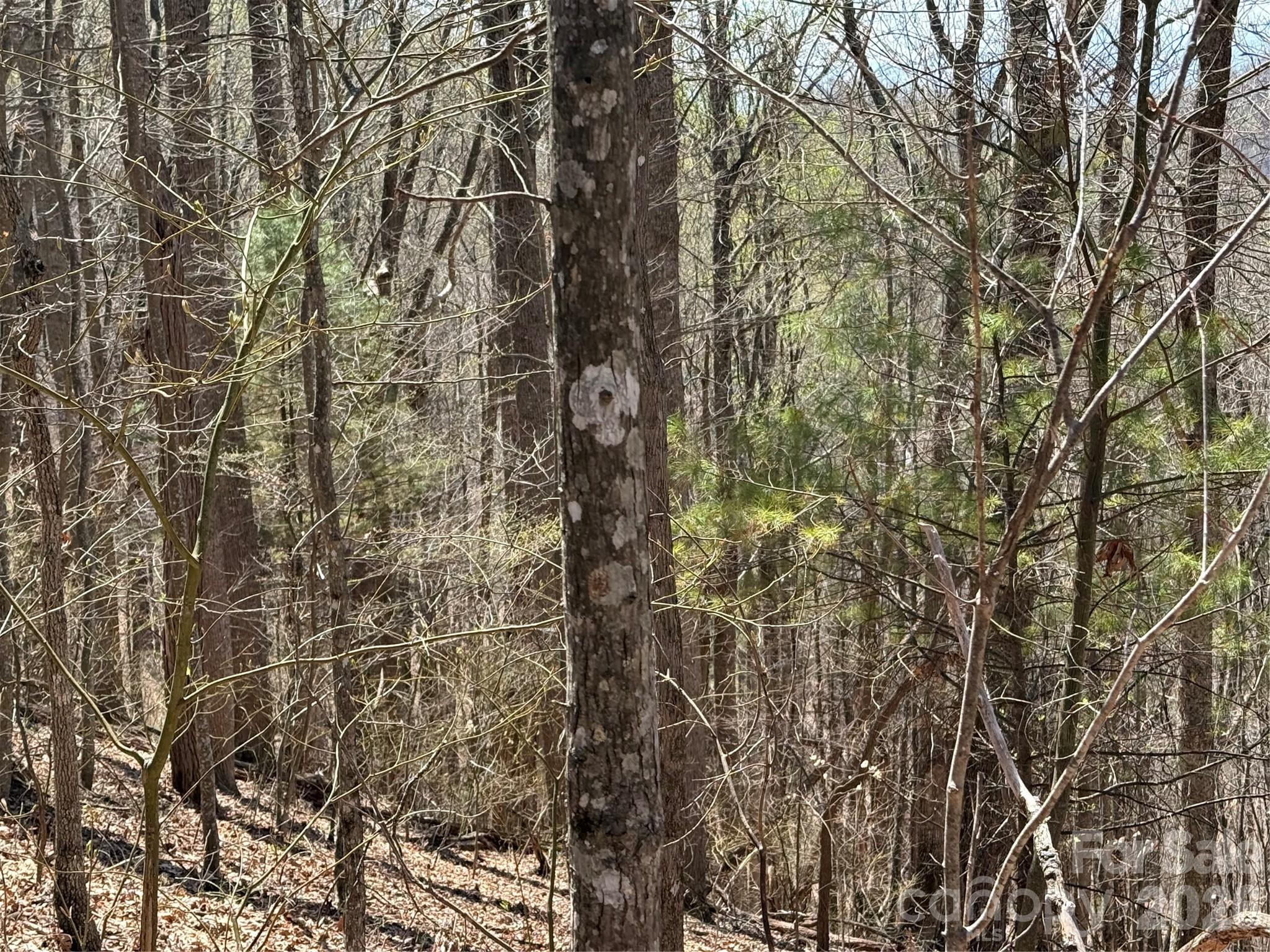 Laurel Highlands - Land