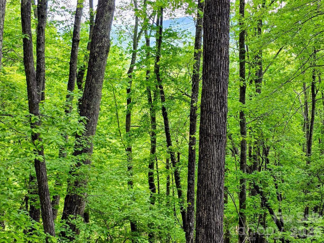 The good life awaits you underneath Celo Mountain in The Cove. Build your vacation or full-time home on this beautifully timbered building lot overlooking one of the most picturesque coves to be found anywhere in the North Carolina mountains. This lot is a great value, listed almost $5000 under the assessed tax value. The cool inviting forests surrounding Lot 12 are the perfect place to build a retreat from all stress of modern living. The Cove is a meticulously maintained development with paved roads, a roaring mountain stream, beautiful ponds and multiple recreation areas. Hiking trails lead from the development all the way to Mount Mitchell. This lot has already been perc tested and has a current 4-bedroom septic permit saving time and money when you build. The owner also paid for a recent survey of the property. In The Cove, all utilities are buried and are already in place. The quiet forests surrounding Lot 12 are home to plenty of wildlife including deer, squirrels, foxes, raccoons and even an occasional bear. Even though this lot offers lots of peace and quiet, it is just a short 10-minute drive to the unique town of Burnsville. Burnsville offers many recreational opportunities including the oldest summer stock theater in the state, live music, a brewery and awesome live events on the town square including one of the largest arts and craft fairs in North Carolina. There are many excellent restaurants offering many types of food. Burnsville and Yancey County have more artisans per capita than any other area in the Southeast. Come and see this lot at the foot of Celo Mountain and you won't ever want to live anywhere else.