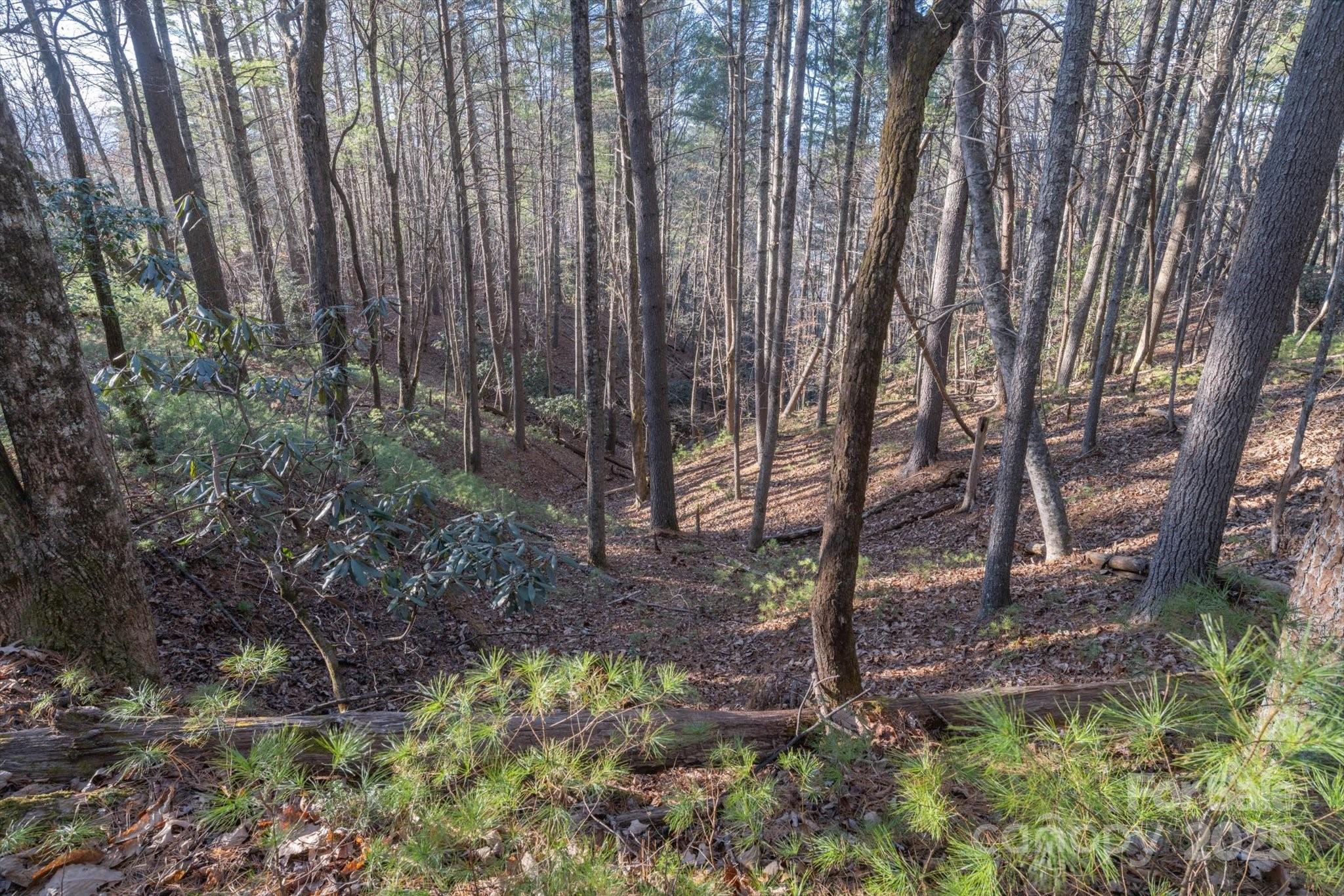 Black Forest - Land