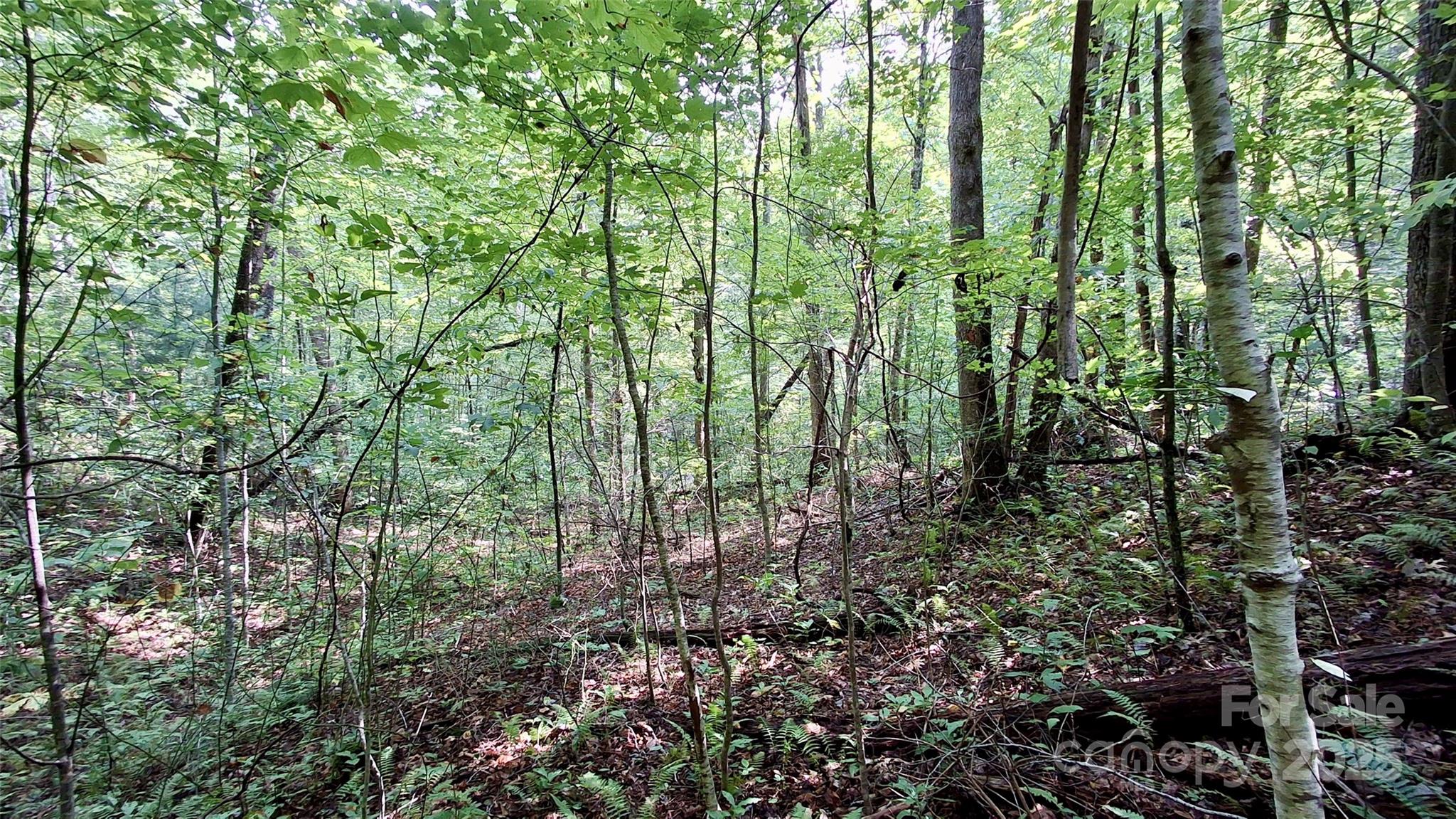 Imagine waking up to the tranquility of your own private forest, with thousands of acres of United States Forest Service land as your backyard. This stunning 3.21-acre tract offers a rare opportunity to own a peaceful retreat where you can truly connect with the outdoors. A perfect knoll provides an ideal, easy-to-access building spot, not far from the well-maintained gravel road of Cross Creek Circle. The property is a natural haven, filled with an abundance of diverse plant life, towering trees, and a small, bubbling stream. Whether you envision building a cozy cabin or a full-time residence (with a light 1,000 sq ft minimum), this land is a canvas for your dreams. With deeded spring water rights available and less than 1000 feet to a paved, state-maintained road, this is the perfect blend of seclusion and accessibility. Hike, camp, or simply find your quiet spot among the trees—the possibilities are endless. Come and experience this exceptional property and start living the life you've always dreamed of.