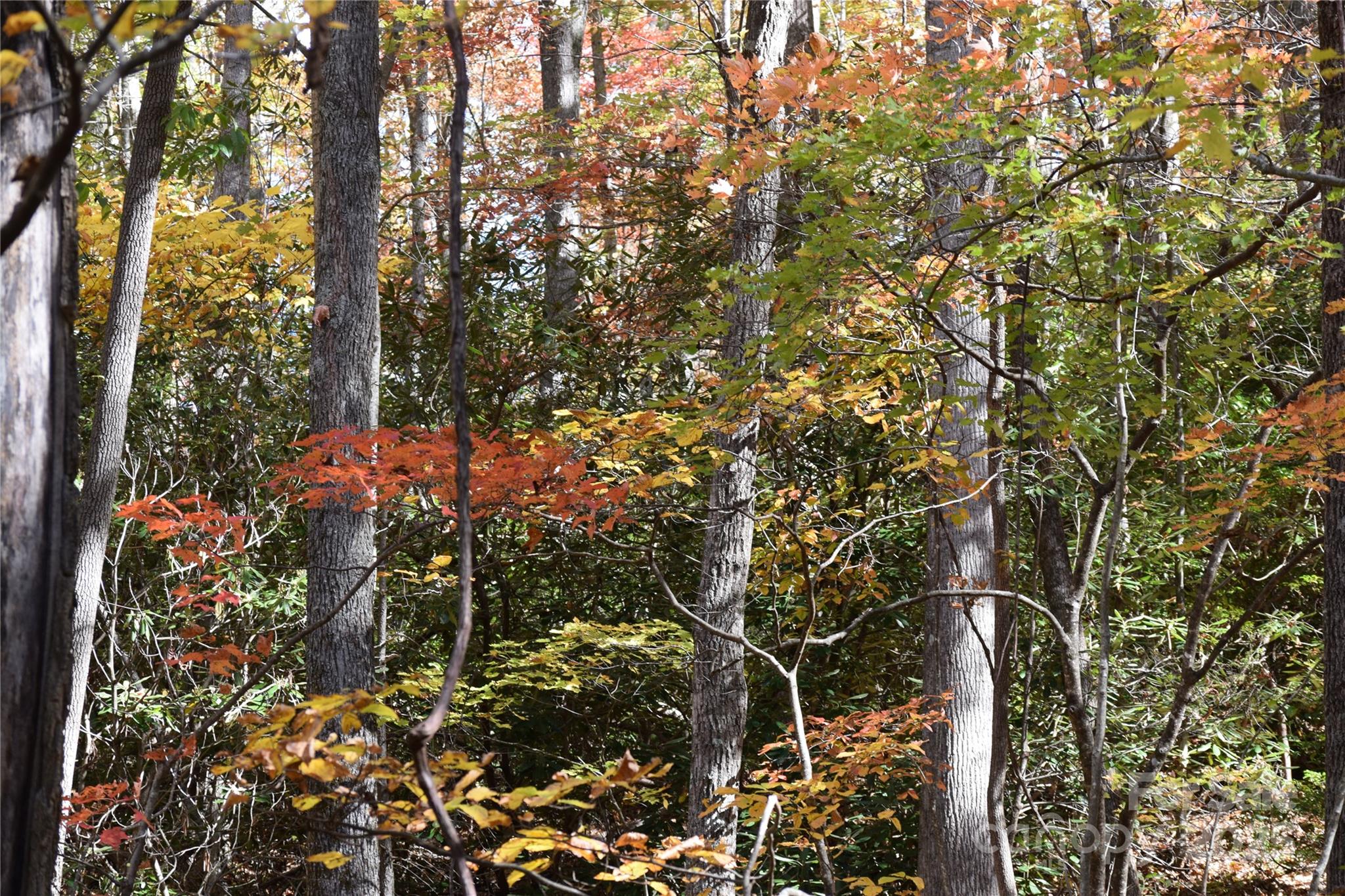 Back on the market with no tests conducted and through no fault of the land or the seller.

Escape to your private sanctuary on this exceptional 3.755-acre parcel of raw land, offering an unparalleled opportunity to build your dream mountain retreat. Nestled in the heart of the majestic Blue Ridge Mountains, this property boasts coveted long-range views of the iconic Celo Bald and the vast expanse of the Black Mountain Range.

Imagine spending evenings under a canopy of stars, with the pristine wilderness as your year-round neighbor. This unique tract of land directly abuts the protected expanse of the United States Forest Service land, ensuring your tranquil environment will remain unspoiled for generations to come.

This unrestricted property provides a blank canvas for your vision, whether it be a secluded cabin, a sprawling custom home, or a family compound.

Please do not knock on the door at 658 Clear Creek as the owners have health issues.

Property now signed.