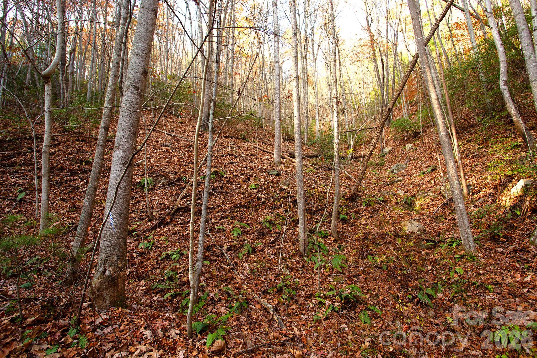 Pristine 4.6 acres in Big Pine area of Madison County. Quiet, remote  and unrestricted. County maintained asphalt road leads to well maintained 10' wide dirt road. Bottom of property is accessible with 4WD. Dirt road is easement running along lower portion of the property. Rector Branch of Big Pine Creek runs parallel to county road and is running clear. No storm damage in the immediate area and clear access from the East. Beautiful spot!