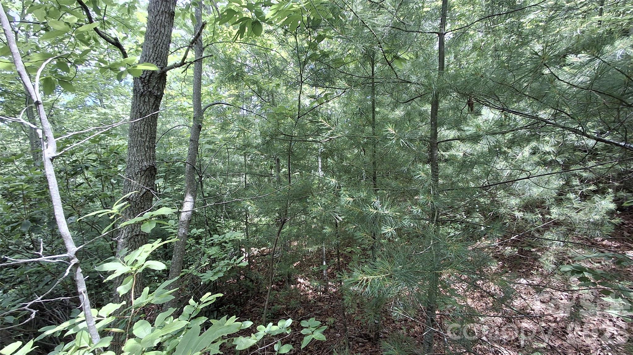 Beechwood - Land
