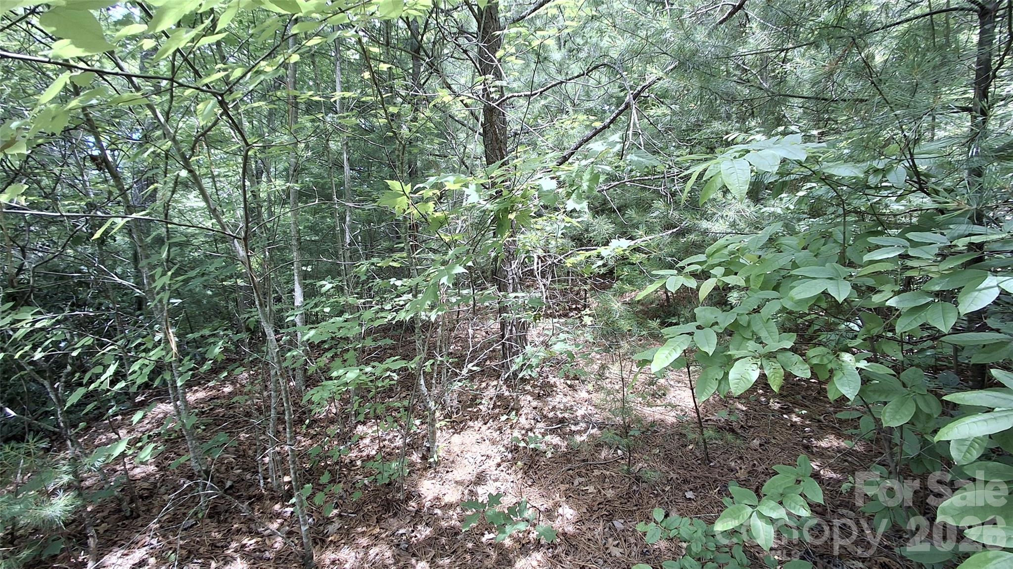 Beechwood - Land