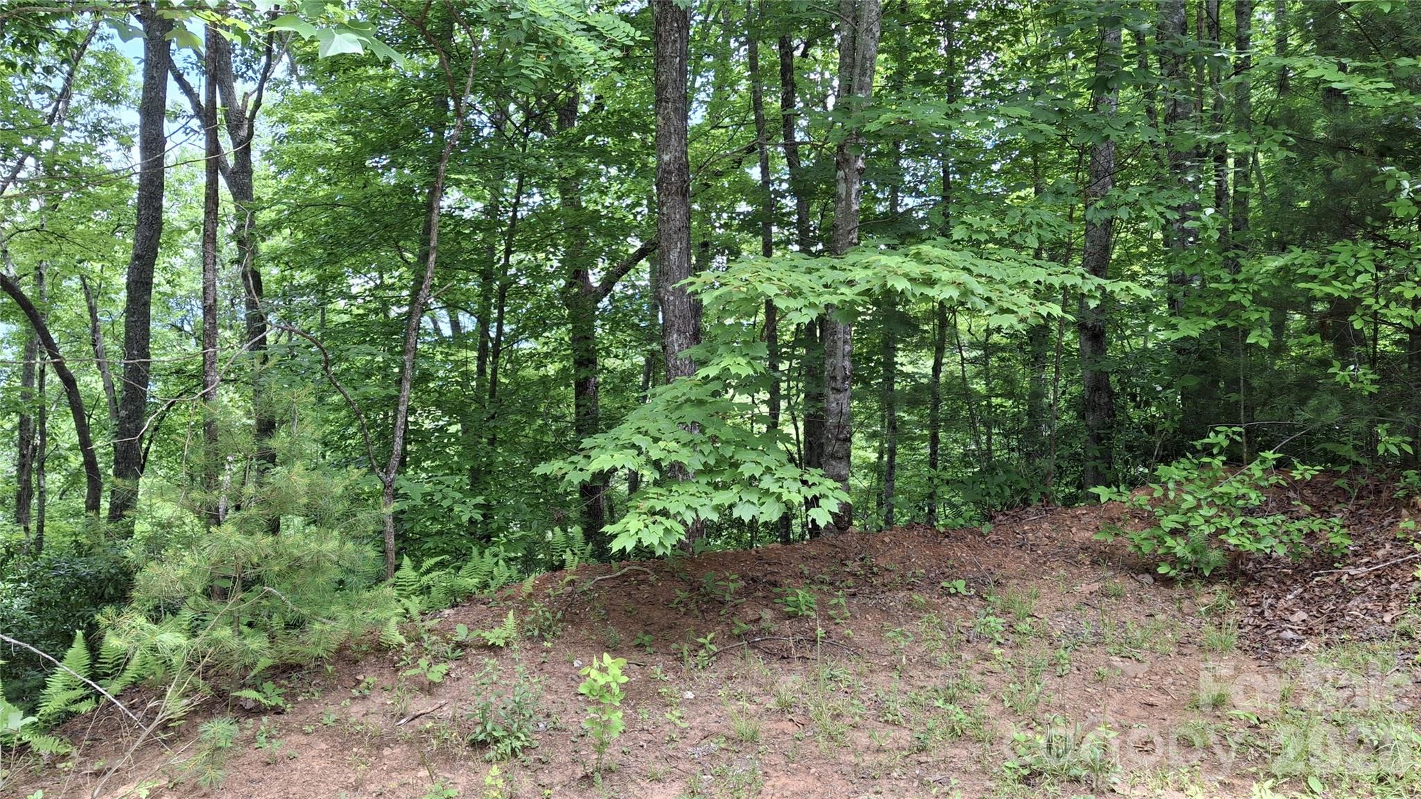 Beechwood - Land