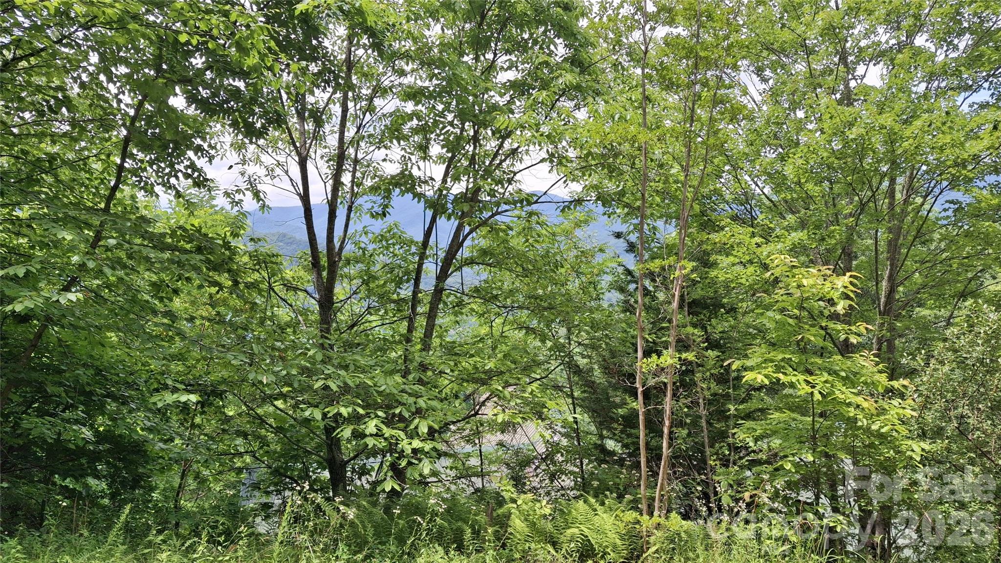 Beechwood - Land