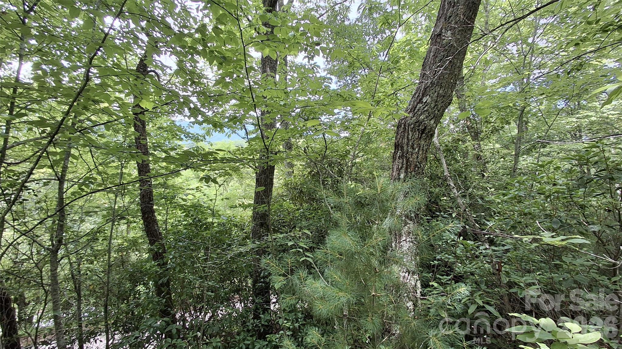 Beechwood - Land