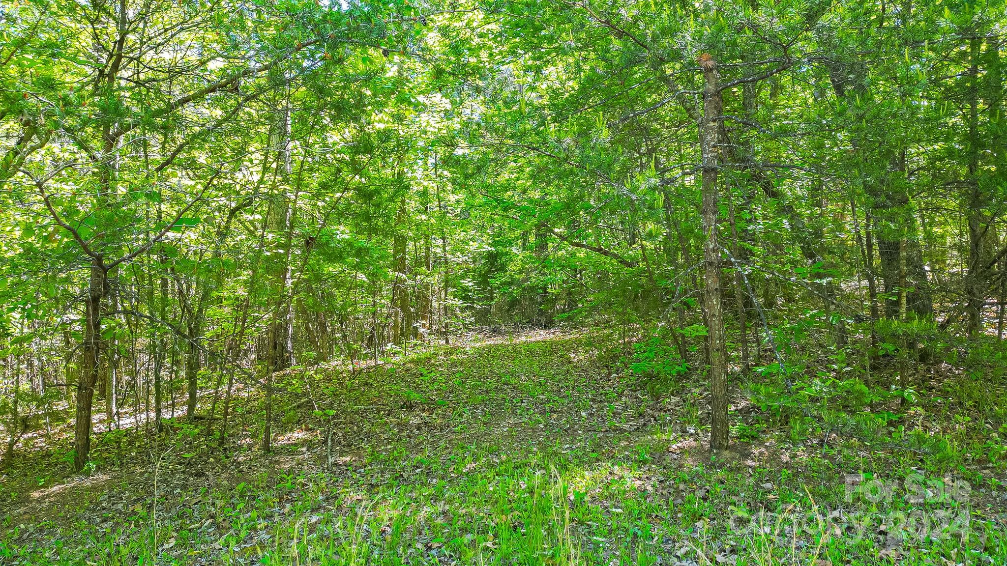 Wilkins Forest - Land
