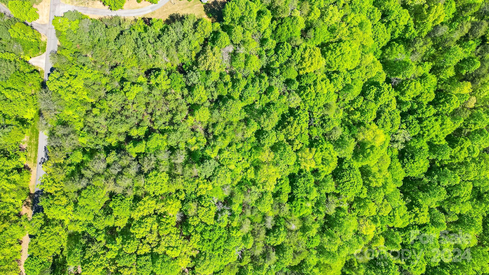 Wilkins Forest - Land