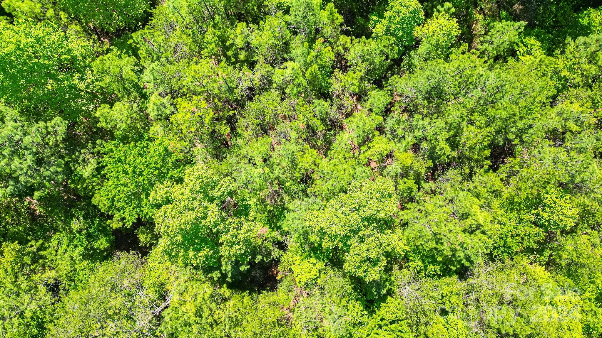 Wilkins Forest - Land