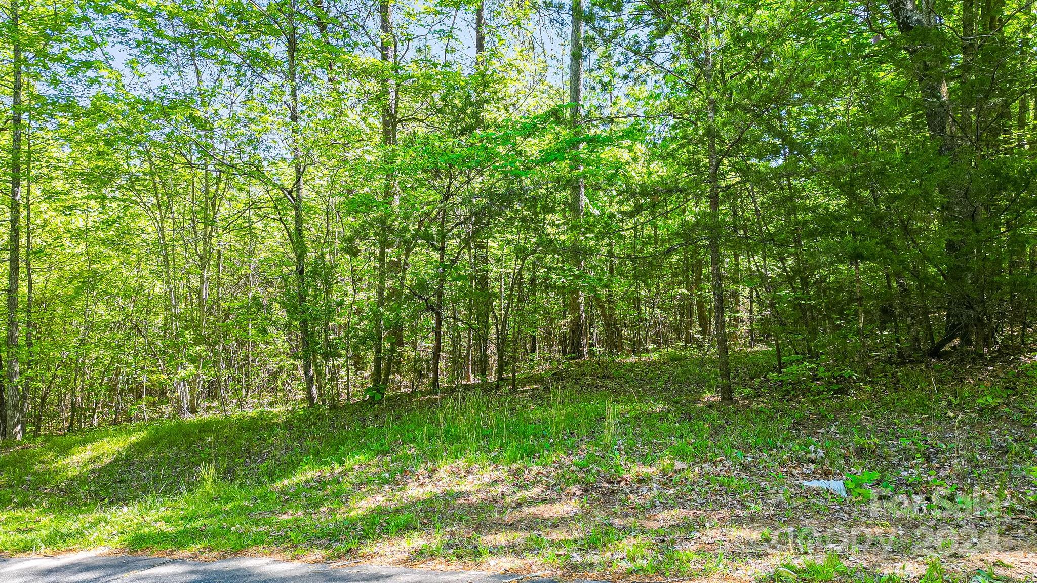 Wilkins Forest - Land