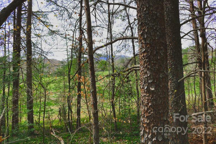 As you walk onto this wooded parcel from the paved road, it's covered with Creeping Cedar ground cover. The land initially sits below the road, but almost immediately rises to form a large dome of near-level land, perfect for building.
Just a tenth-acre shy of three, this wooded land has a great price tag for property around Lake Lure, it's large and offers plenty of level, usable land. It also offers privacy and room for nearly anything you might want to do.
Still in it's natural state, you'll want to wear good walking shoes when you explore this property. You'll be taking a small hike through this wooded property with no discernible trails. It's mostly covered with pines and evergreens, though there are many holly trees and a few other hardwoods sprinkled throughout.